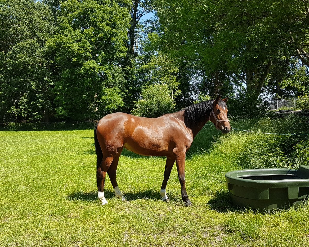 dressage horse Carla (Westphalian, 2018, from Champagner)
