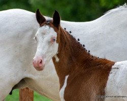 jumper Vantastico (German Riding Pony, 2020, from Vincent)