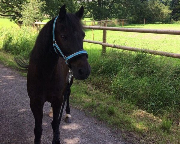 horse Rico (Welsh-Cob (Sek. D), 1996, from Racket)