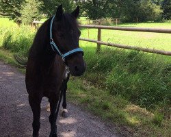 horse Rico (Welsh-Cob (Sek. D), 1996, from Racket)