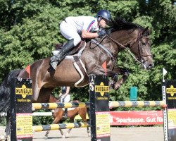 jumper Balou Betti (Oldenburg show jumper, 2011, from Balou du Rouet)