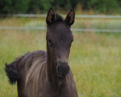 dressage horse Cocoa (Oldenburg, 2020, from Maracana)