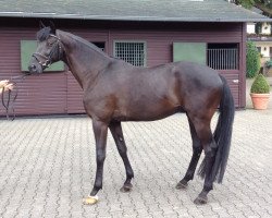 horse Goodwin WZ (Trakehner, 2011, from Kentucky)