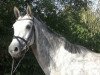 jumper Calimera 78 (Oldenburg show jumper, 2014, from Cornet's Capitol)