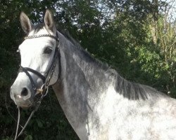 jumper Calimera 78 (Oldenburg show jumper, 2014, from Cornet's Capitol)