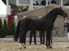 dressage horse Fräulein Fröhlich 6 (Hanoverian, 2014, from Fürstenhof)