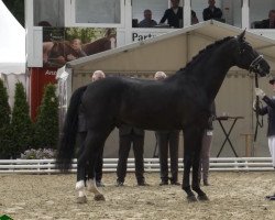 dressage horse Fräulein Fröhlich 6 (Hanoverian, 2014, from Fürstenhof)