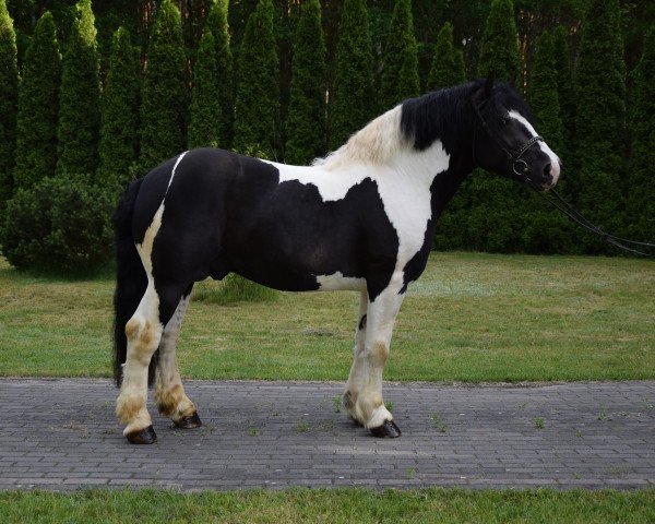 Pferd Donnan (Polnisches Kaltblut, 2017)