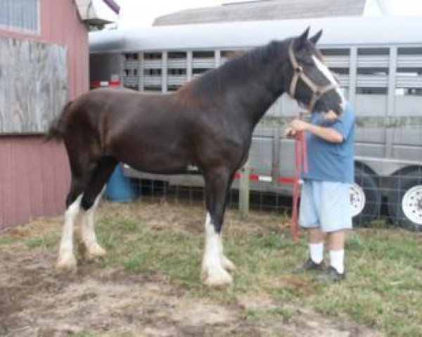 broodmare Schuler Farms Jasmine's Ace (Clydesdale, 2014, from Blackjack of Ridgeview)