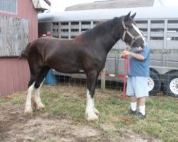 broodmare Schuler Farms Jasmine's Ace (Clydesdale, 2014, from Blackjack of Ridgeview)