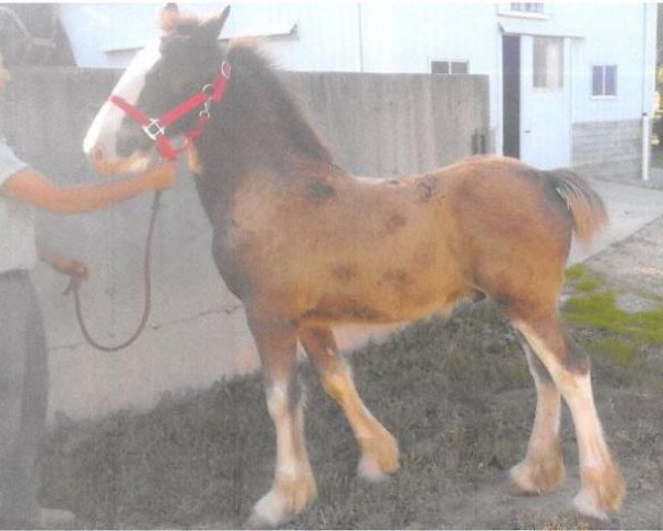 Pferd Lor-E-L Victor (Clydesdale, 2019, von Copper Hill's Master Bentley)