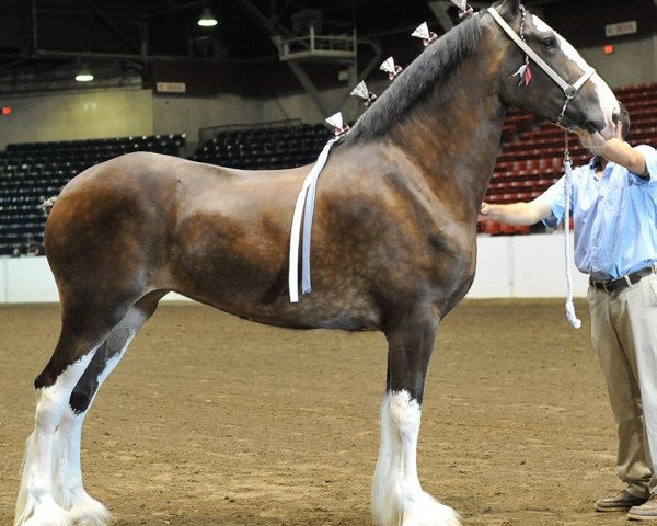 Zuchtstute Ridgeview's Lor-E-L (Clydesdale, 2014, von Armageddon's Lord Lazarus)