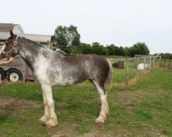 Pferd Ridgeview's Lady Tisdale (Clydesdale, 2017, von Armageddon's Lord Lazarus)