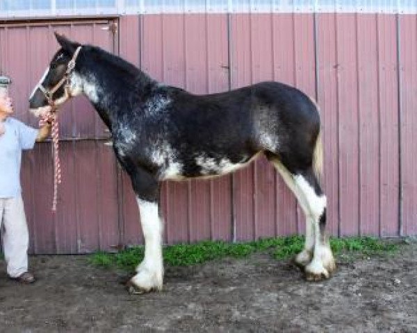 horse Ridgeview's Lady Eliza (Clydesdale, 2016, from Copper Hill's Master Bentley)