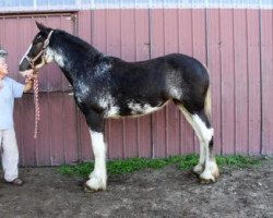 Pferd Ridgeview's Lady Eliza (Clydesdale, 2016, von Copper Hill's Master Bentley)