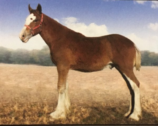 horse Ridgeview's CS Steppin Stone (Clydesdale, 2014, from Ozark's Royal Cornerstone)