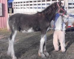 Pferd Ridgeview's Commander Joe (Clydesdale, 2019, von Copper Hill's Master Bentley)