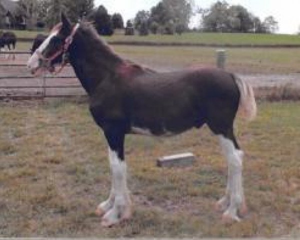 horse Ridgeview's Classic Reo (Clydesdale, 2019, from Copper Hill's Master Bentley)