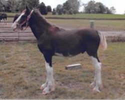 horse Ridgeview's Classic Reo (Clydesdale, 2019, from Copper Hill's Master Bentley)