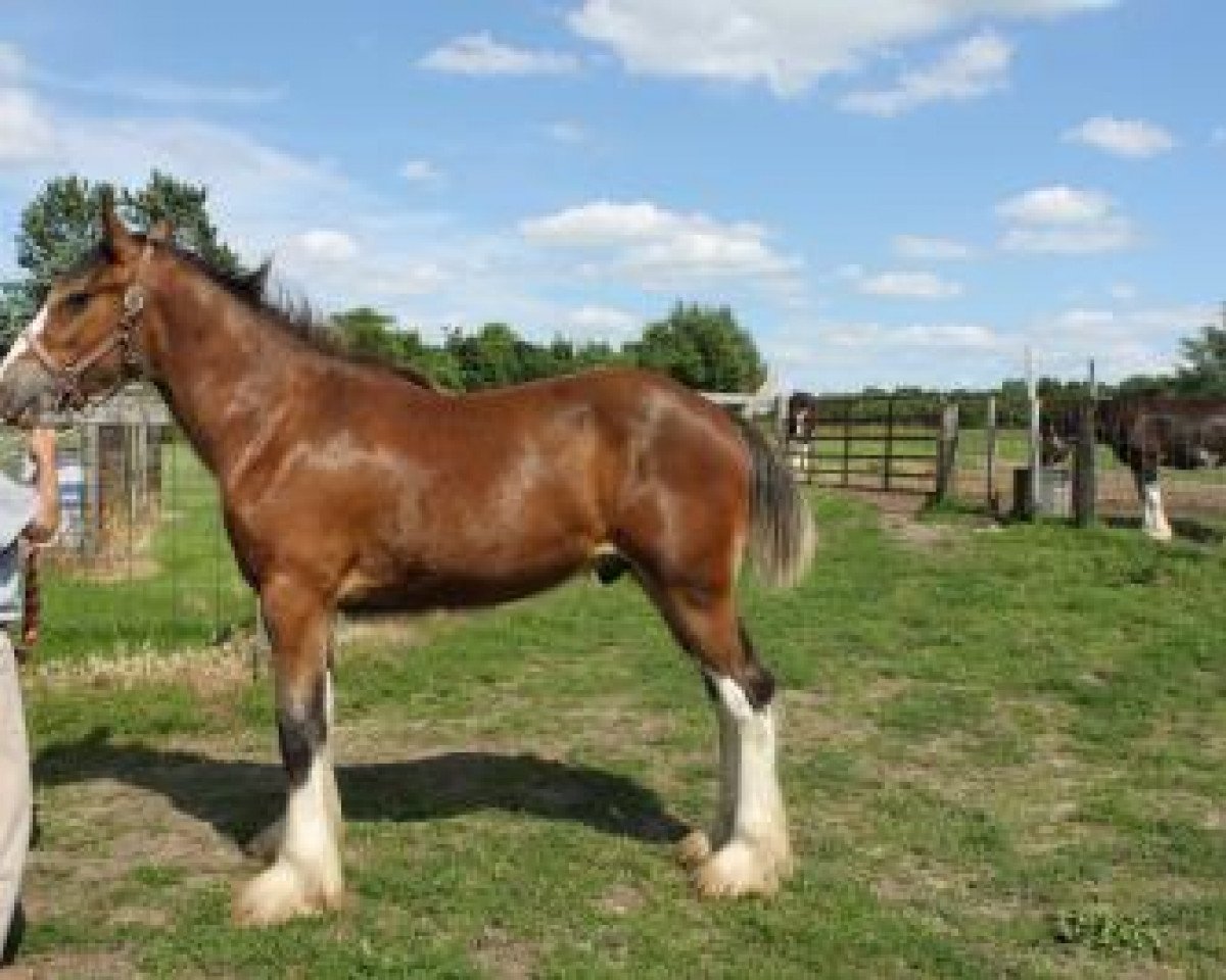 horse Ridgeview Sir Wilson (Clydesdale, 2018, from Willow Way Houston)