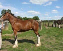 horse Ridgeview Sir Wilson (Clydesdale, 2018, from Willow Way Houston)