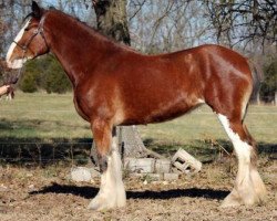 horse Ridgeview's Cover Girl (Clydesdale, 2012, from Ozark's Royal Cornerstone)