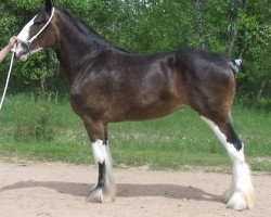 Zuchtstute T.S.F. Cornerstone's Carrie (Clydesdale, 2014, von Ozark's Royal Cornerstone)