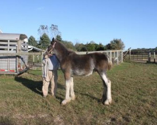 horse Ridgeview's Copper Star (Clydesdale, 2019, from Copper Hill's Master Bentley)