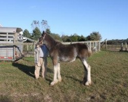 Pferd Ridgeview's Copper Star (Clydesdale, 2019, von Copper Hill's Master Bentley)