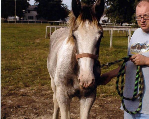 broodmare Ridgeview's Lady Izabella (Clydesdale, 2015, from Ozark's Royal Cornerstone)