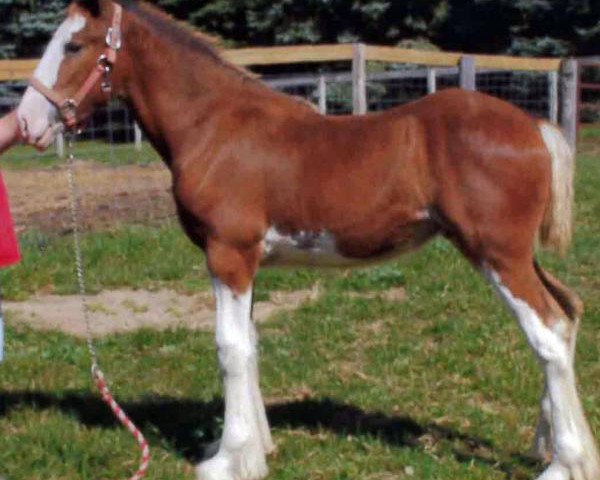 horse Ridgeview's Royal Gem (Clydesdale, 2016, from Ozark's Royal Cornerstone)