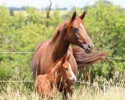 broodmare Bohemian Rhapsody (Hanoverian, 2009, from Benetton Dream FRH 1301)