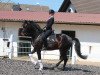 dressage horse Michi's Feinster (Hanoverian, 2015, from Finest)