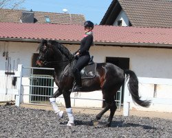 dressage horse Michi's Feinster (Hanoverian, 2015, from Finest)