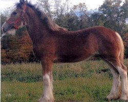 broodmare Sunfall Miss Delilah (Clydesdale, 2014, from Ozark's Royal Cornerstone)