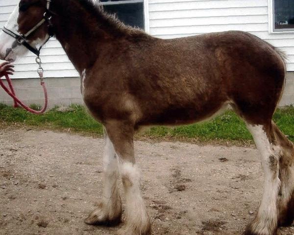 Pferd Country Lane Helen (Clydesdale, 2014, von Ozark's Royal Cornerstone)