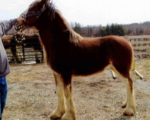 horse P33 Exquisite Ozark Shirley (Clydesdale, 2012, from Ozark's Royal Cornerstone)