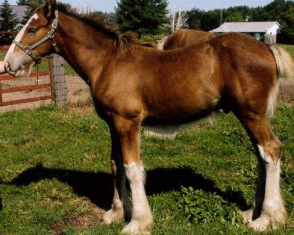 horse Ridgeview CS Prince (Clydesdale, 2013, from Ozark's Royal Cornerstone)