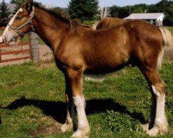 horse Ridgeview CS Prince (Clydesdale, 2013, from Ozark's Royal Cornerstone)