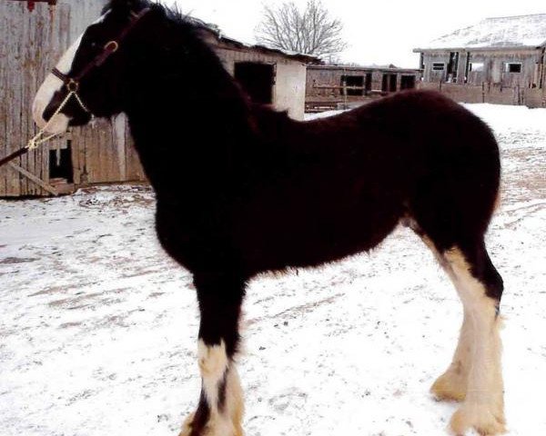 horse Country Lane Corker (Clydesdale, 2013, from Ozark's Royal Cornerstone)