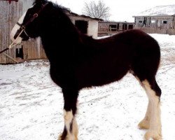 Pferd Country Lane Corker (Clydesdale, 2013, von Ozark's Royal Cornerstone)