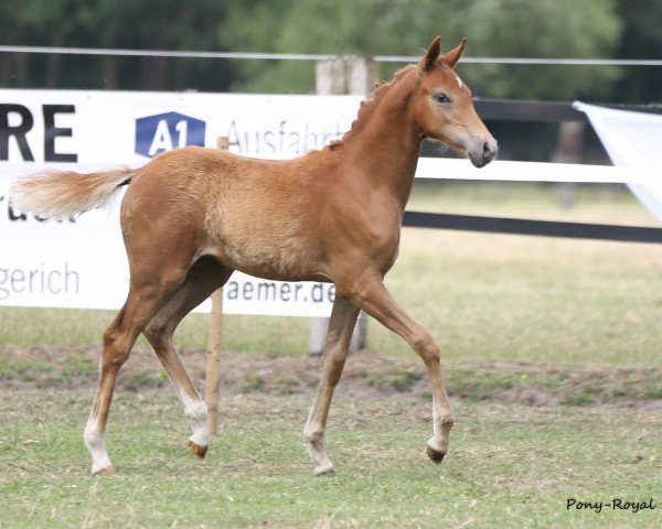 dressage horse Heidi das Pony TO (German Riding Pony, 2018, from Herzkoenig NRW)