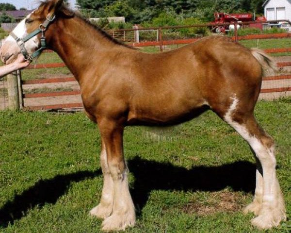 Pferd Ridgeview CS King (Clydesdale, 2013, von Ozark's Royal Cornerstone)