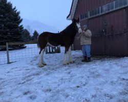 Zuchtstute Ridgeview Jus Eb Onee (Clydesdale, 2013, von Grandview Eli's Just-In-Step)