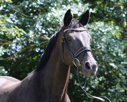 broodmare Fallen Angel (Hanoverian, 2005, from Florencio I)