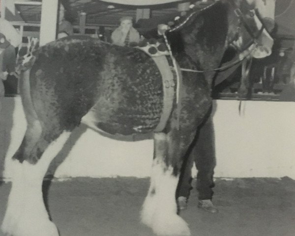 stallion Ridgedale Teddy (Clydesdale, 1992, from Ogdensburg Teddy's Lad)