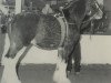 Deckhengst Ridgedale Teddy (Clydesdale, 1992, von Ogdensburg Teddy's Lad)