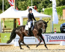 dressage horse Indigo Terrapaz (Lusitano, 2013, from Bailao)