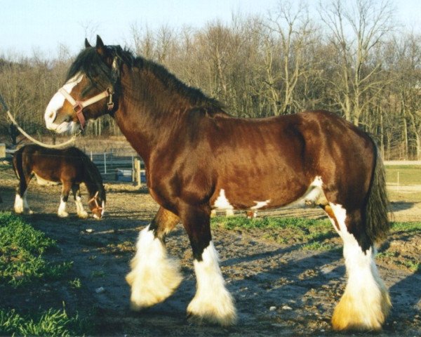 Deckhengst Ridgedale Silver King (Clydesdale, 1987, von Ridgedale Prince)