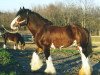 Deckhengst Ridgedale Silver King (Clydesdale, 1987, von Ridgedale Prince)